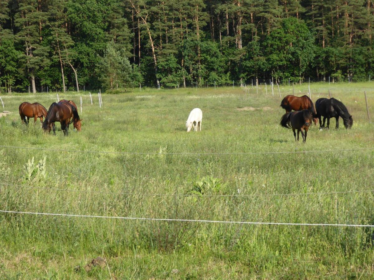 "Kleine Landliche Oase" Appartement Eggesin Buitenkant foto